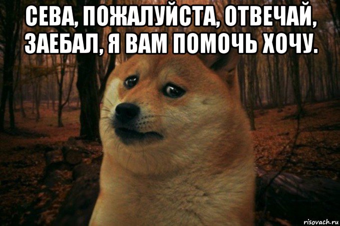 сева, пожалуйста, отвечай, заебал, я вам помочь хочу. , Мем SAD DOGE