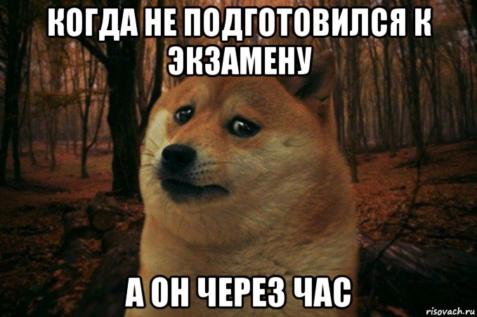 когда не подготовился к экзамену а он через час, Мем SAD DOGE