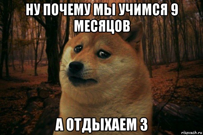 ну почему мы учимся 9 месяцов а отдыхаем 3, Мем SAD DOGE