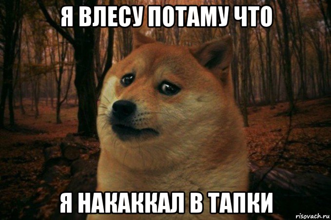 я влесу потаму что я накаккал в тапки, Мем SAD DOGE