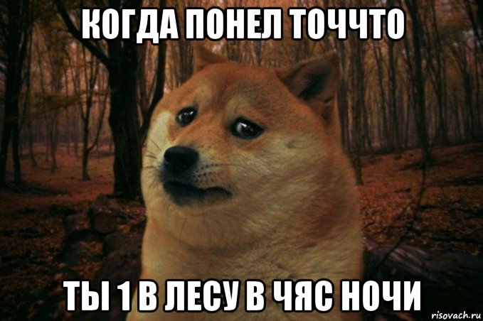 когда понел точчто ты 1 в лесу в чяс ночи, Мем SAD DOGE