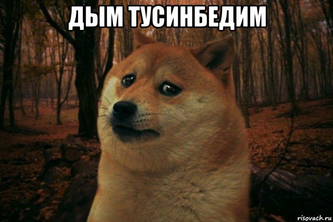 дым тусинбедим , Мем SAD DOGE