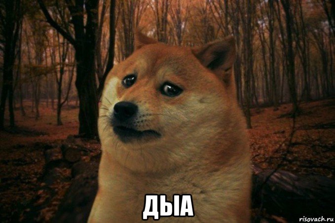  дыа, Мем SAD DOGE