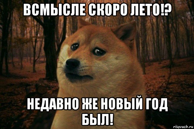 всмысле скоро лето!? недавно же новый год был!, Мем SAD DOGE