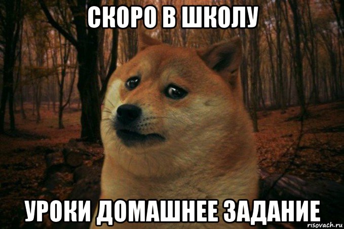 скоро в школу уроки домашнее задание, Мем SAD DOGE