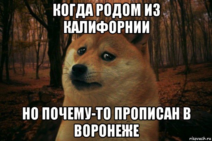 когда родом из калифорнии но почему-то прописан в воронеже, Мем SAD DOGE