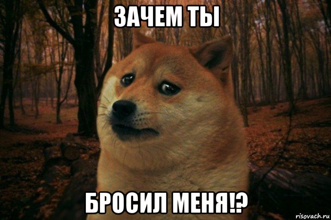 зачем ты бросил меня!?, Мем SAD DOGE