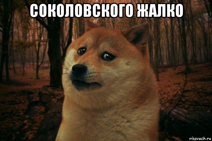 соколовского жалко , Мем SAD DOGE