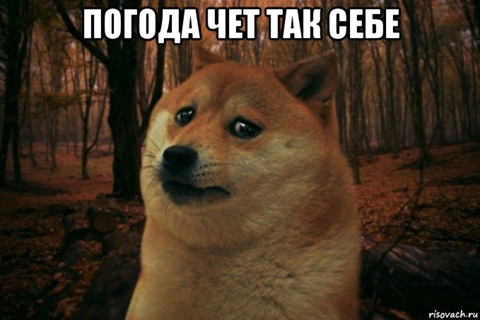 погода чет так себе , Мем SAD DOGE