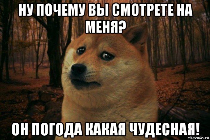 ну почему вы смотрете на меня? он погода какая чудесная!, Мем SAD DOGE