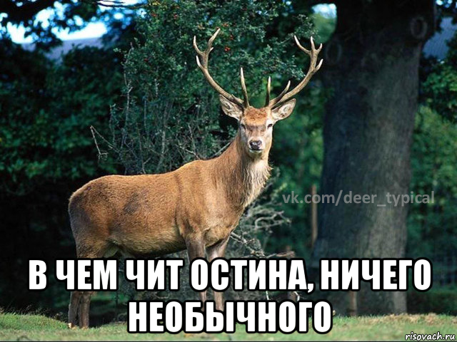  в чем чит остина, ничего необычного, Мем Паблик Типичный олень