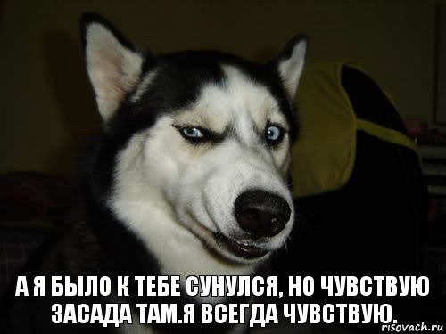 А я было к тебе сунулся, но чувствую засада там.Я всегда чувствую., Комикс  Собака подозревака