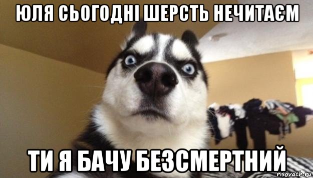 юля сьогодні шерсть нечитаєм ти я бачу безсмертний, Мем  Собака-удивляка