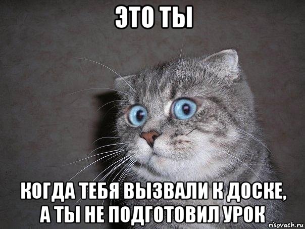 это ты когда тебя вызвали к доске, а ты не подготовил урок, Мем  удивлённый кот