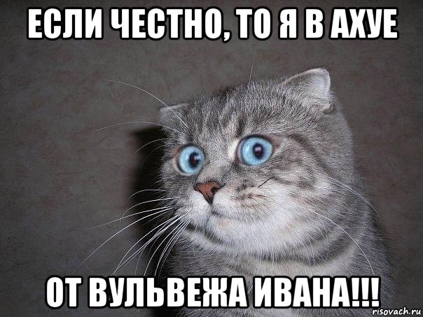 если честно, то я в ахуе от вульвежа ивана!!!, Мем  удивлённый кот