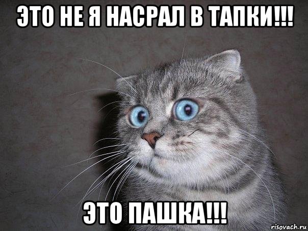 это не я насрал в тапки!!! это пашка!!!, Мем  удивлённый кот