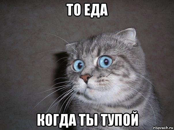 то еда когда ты тупой, Мем  удивлённый кот