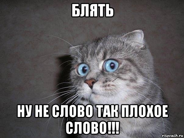 блять ну не слово так плохое слово!!!, Мем  удивлённый кот