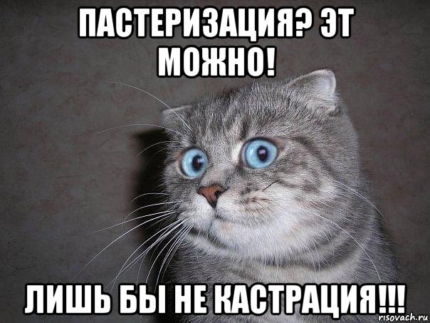 пастеризация? эт можно! лишь бы не кастрация!!!, Мем  удивлённый кот