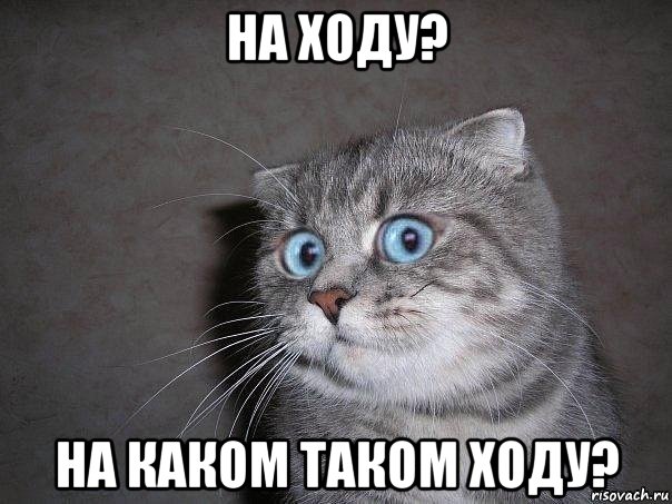 на ходу? на каком таком ходу?, Мем  удивлённый кот