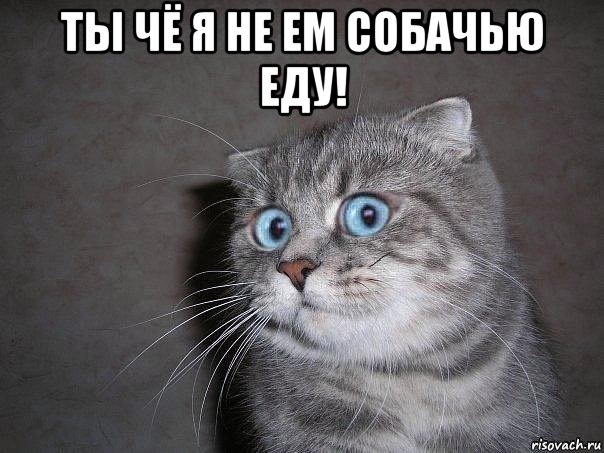 ты чё я не ем собачью еду! , Мем  удивлённый кот