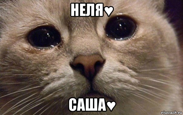 неля♥ саша♥, Мем   В мире грустит один котик