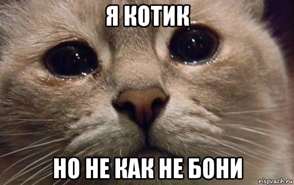 я котик но не как не бони, Мем   В мире грустит один котик