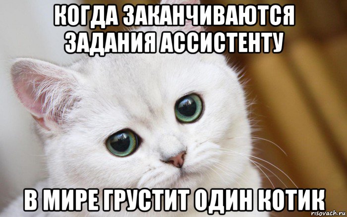 когда заканчиваются задания ассистенту в мире грустит один котик, Мем  В мире грустит один котик