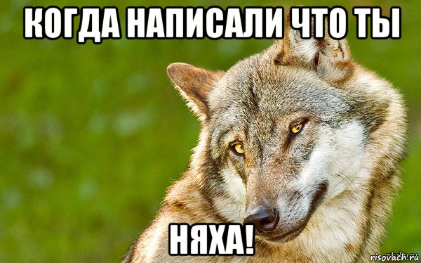 когда написали что ты няха!, Мем   Volf