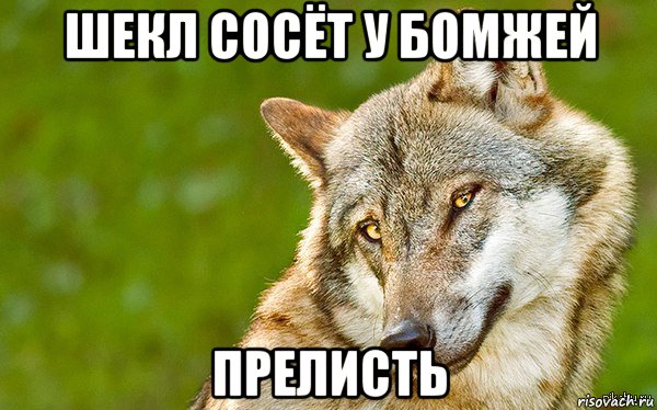 шекл сосёт у бомжей прелисть, Мем   Volf