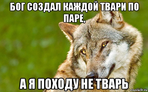 бог создал каждой твари по паре, а я походу не тварь, Мем   Volf