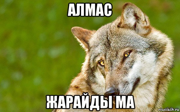 алмас жарайды ма, Мем   Volf