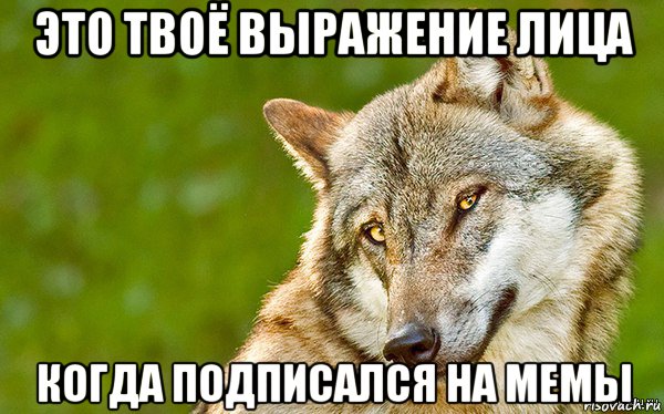 это твоё выражение лица когда подписался на мемы, Мем   Volf