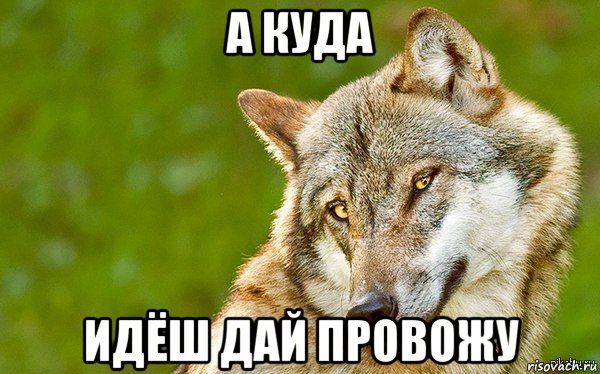 а куда идёш дай провожу, Мем   Volf