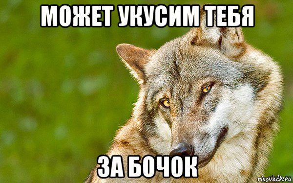 может укусим тебя за бочок, Мем   Volf