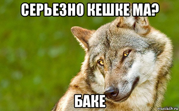 серьезно кешке ма? баке, Мем   Volf