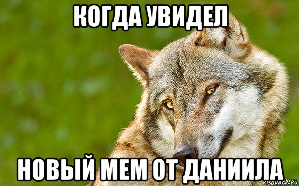 когда увидел новый мем от даниила, Мем   Volf