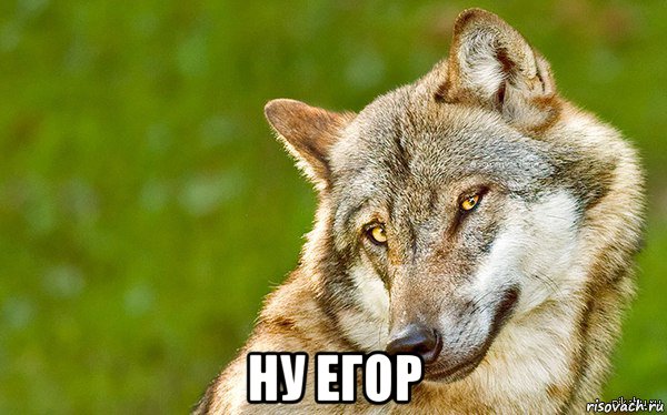  ну егор, Мем   Volf