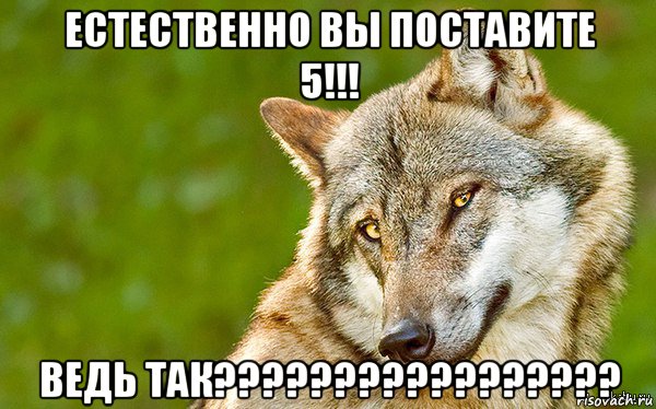 естественно вы поставите 5!!! ведь так?????????????????, Мем   Volf