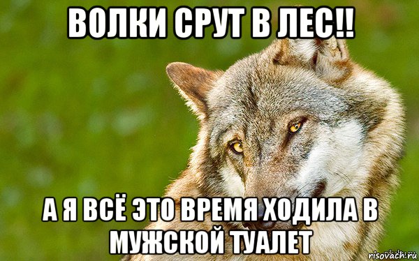 волки срут в лес!! а я всё это время ходила в мужской туалет, Мем   Volf