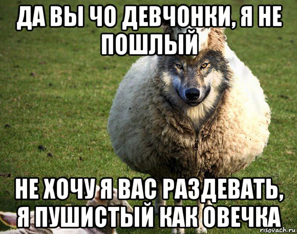 да вы чо девчонки, я не пошлый не хочу я вас раздевать, я пушистый как овечка, Мем Злая Овца