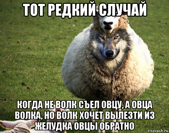 тот редкий случай когда не волк съел овцу, а овца волка, но волк хочет вылезти из желудка овцы обратно, Мем Злая Овца