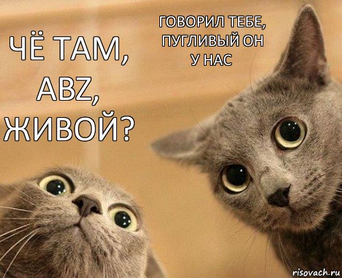 Чё там, abz, живой? Говорил тебе, пугливый он у нас, Комикс  2 кота