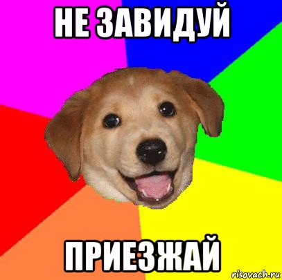 не завидуй приезжай, Мем Advice Dog