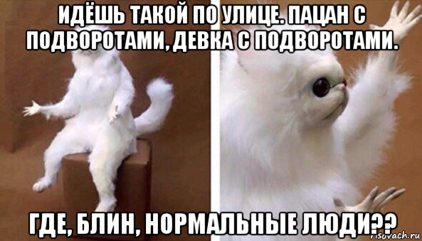 идёшь такой по улице. пацан с подворотами, девка с подворотами. где, блин, нормальные люди??, Мем Чучело кота