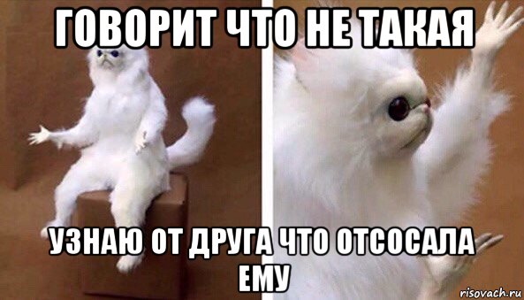 говорит что не такая узнаю от друга что отсосала ему, Мем Чучело кота