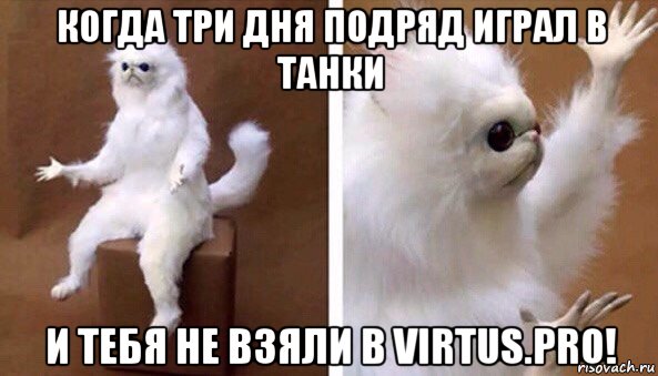 когда три дня подряд играл в танки и тебя не взяли в virtus.pro!, Мем Чучело кота