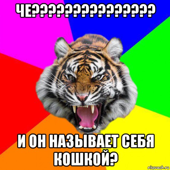 че??????????????? и он называет себя кошкой?, Мем  ДЕРЗКИЙ ТИГР