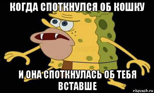 когда споткнулся об кошку и она споткнулась об тебя вставше, Мем Дикий спанч боб