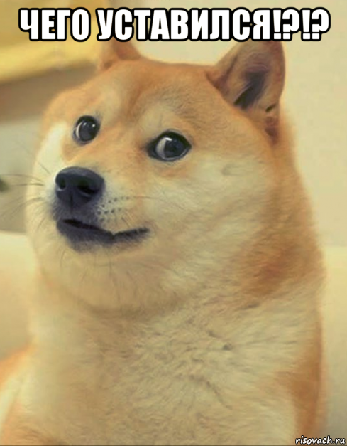 чего уставился!?!? , Мем doge woof